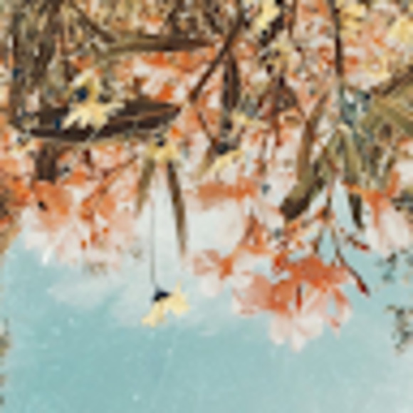 Meet your Posher, Hailey - Picture 1 of 1